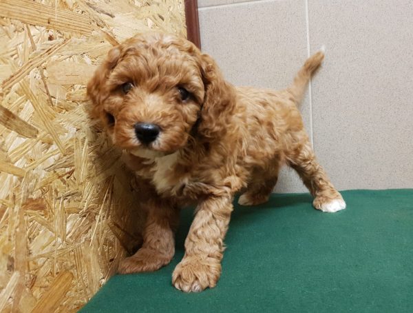 Odin Cavapoo