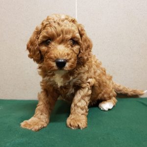 Odin Cavapoo