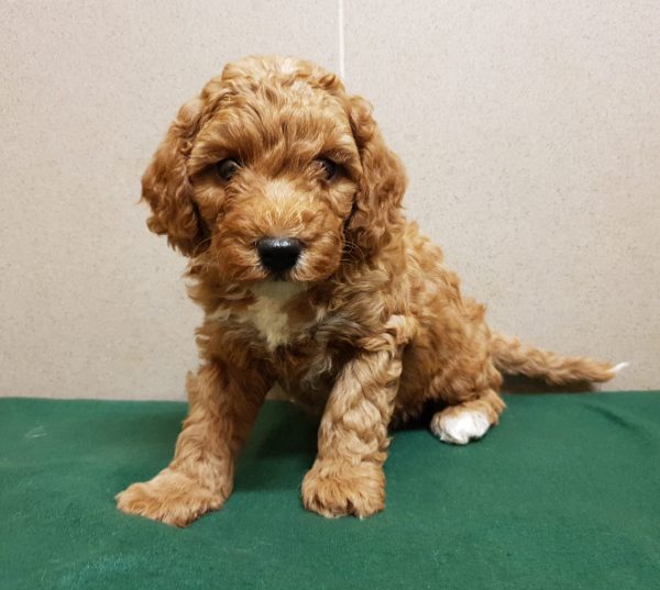 Odin Cavapoo