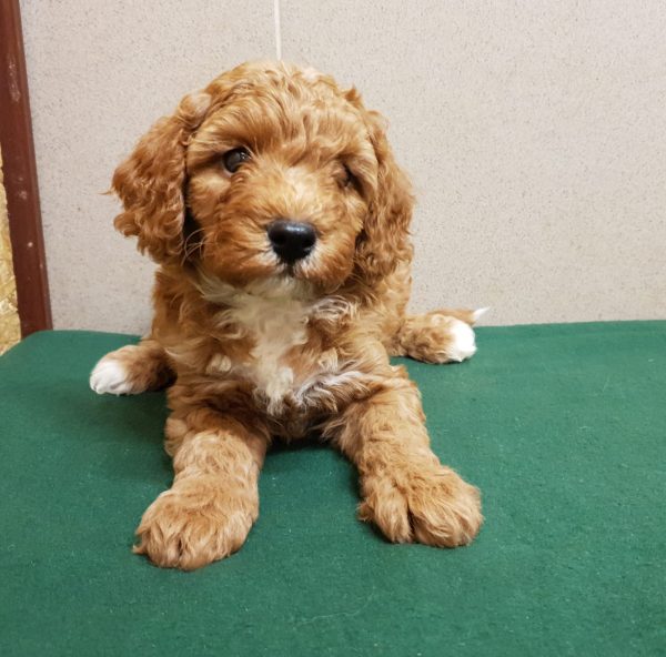 Odin Cavapoo