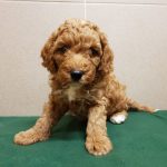 Odin-male-cavapoo-puppy-for-sale-08