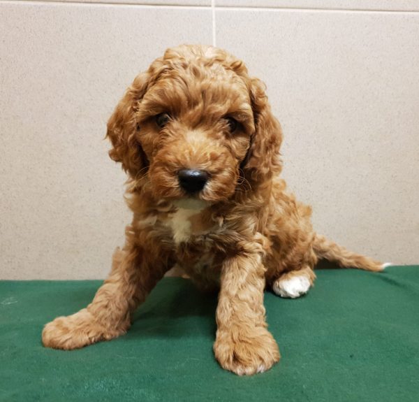Odin Cavapoo