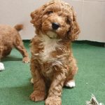 Odin-male-cavapoo-puppy-for-sale-09