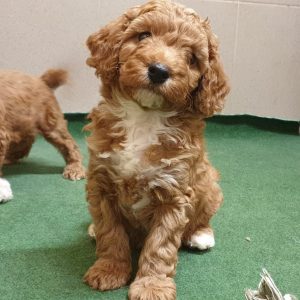 Odin Cavapoo