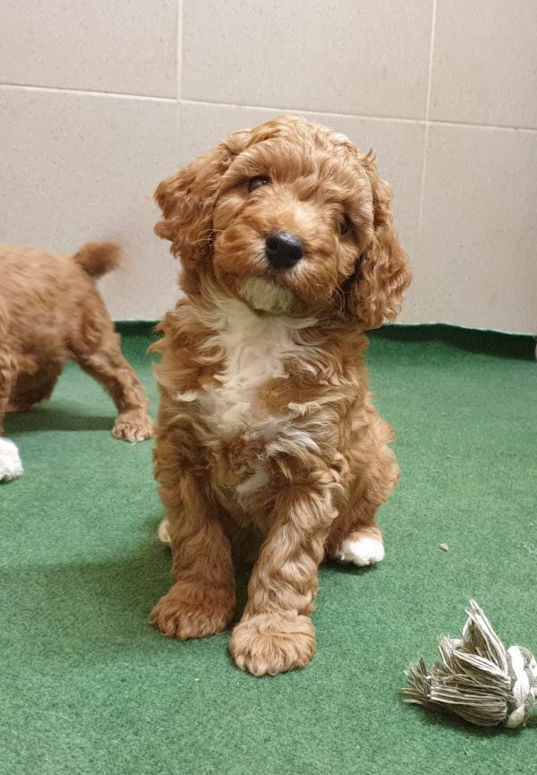 Odin Cavapoo