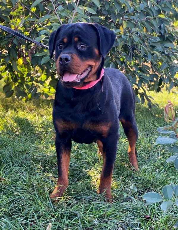 Rottweiler Mastiff X For Sale Mastiff Cross Rottweiler Puppies For