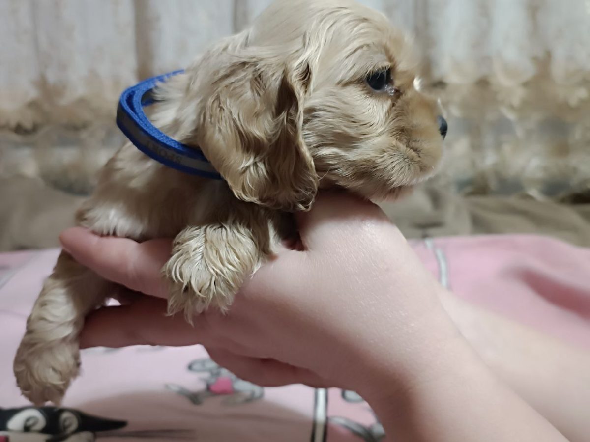 Dog Breeders Registered Cocker Spaniel Breeders Dog Breed Show