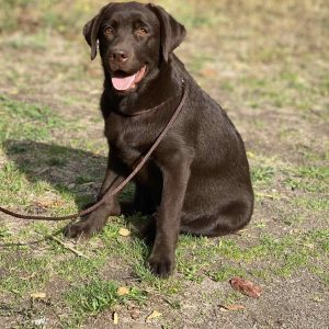 Stela Labrador Retriever