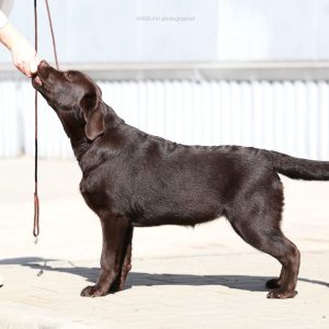 Stela Labrador Retriever