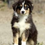 Malvina Miniature Australian Shepherd