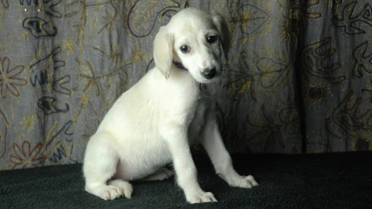 Saluki Cross Saluki Dog Puppies For Sale Saluki Authorized Cross