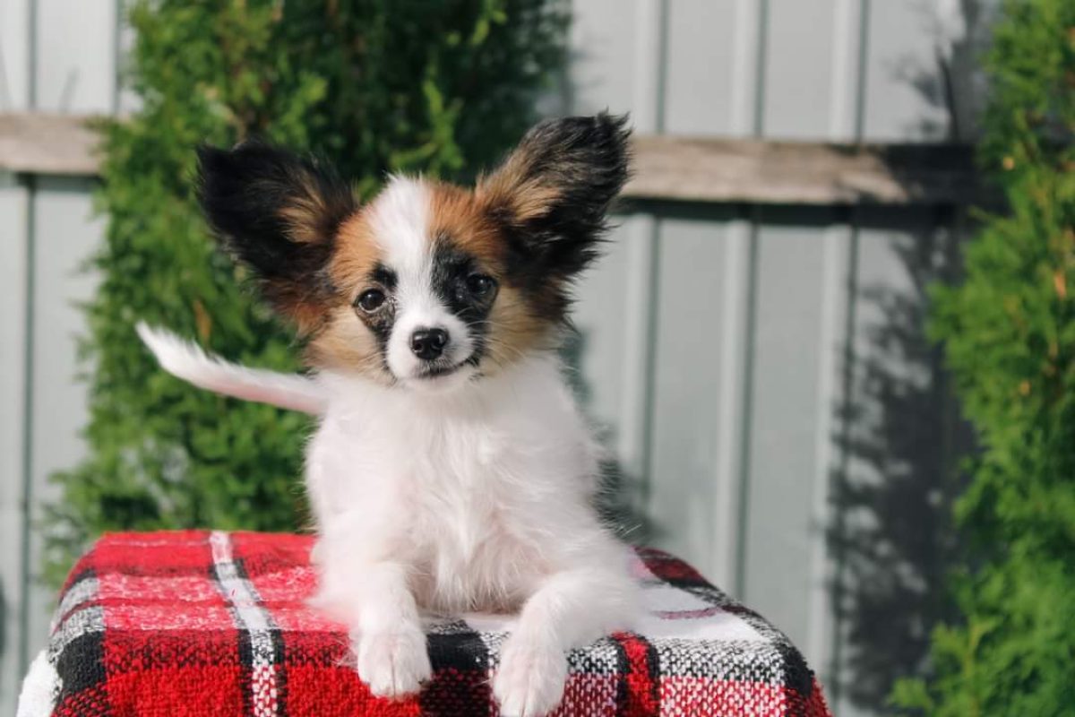 Breed Papillon 101 Papillon Guaranteed And Pomeranian