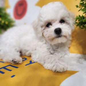 Barby Bichon Frise