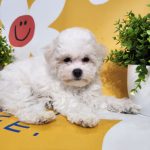 Barby-female-Bichon-Frise-puppy-for-sale-2