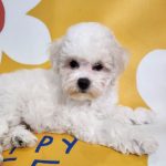 Niko Bichon Frise