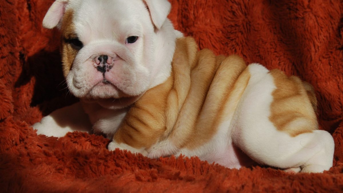 Dog Breed White And Tan Bulldog Bulldog (English Bulldog) Dog