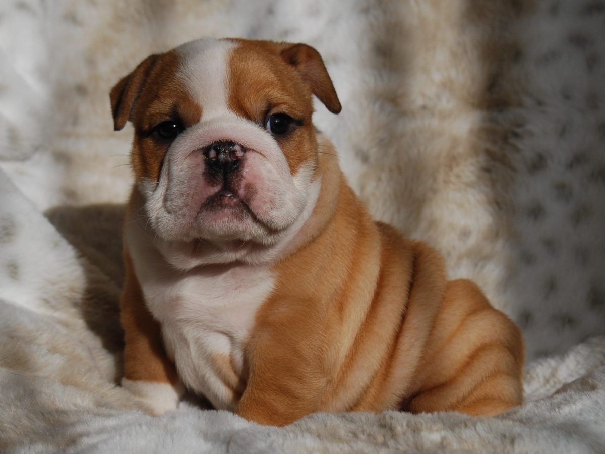 French Bulldogs English Bulldog Westminster Magnum French