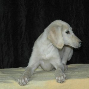 Brandon Saluki Persian Hound
