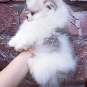 Diamond Pomeranian