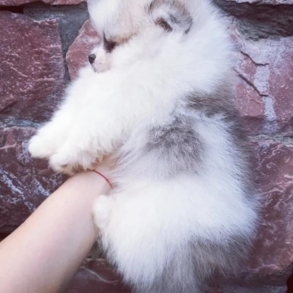 Diamond Pomeranian