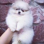 Diamond-male-pomeranian-puppy-for-sale-1 (2)
