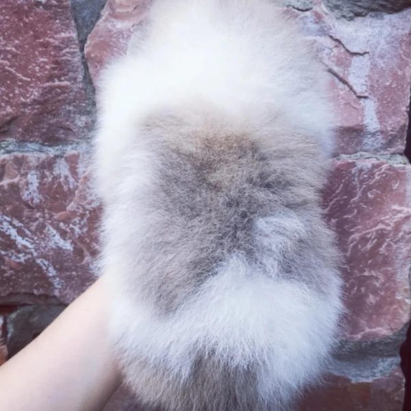 Diamond Pomeranian