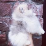 Diamond-male-pomeranian-puppy-for-sale-1 (4)