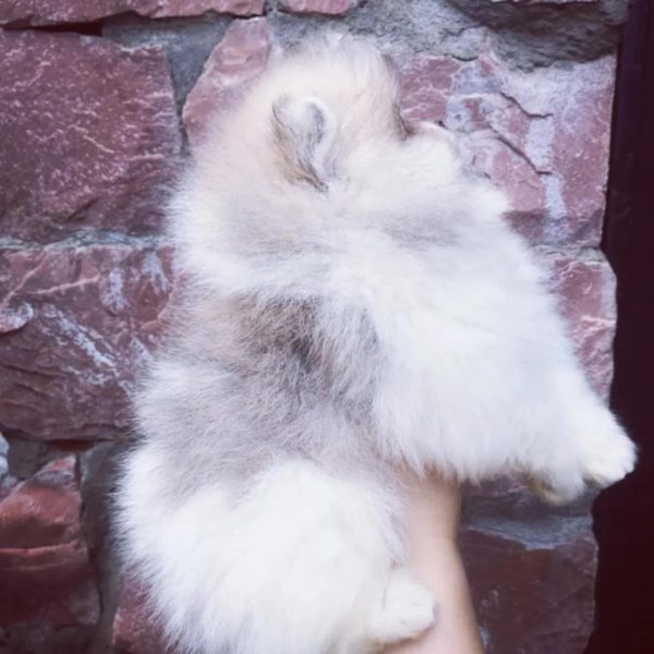 Diamond Pomeranian