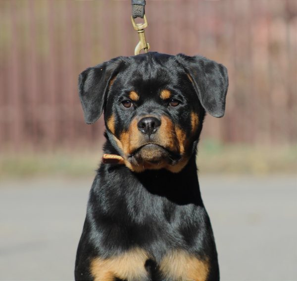 Female Rottweiler German Rottweiler Puppy For Sale Near Me German