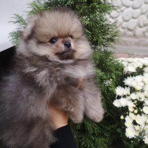 Emerald Pomeranian