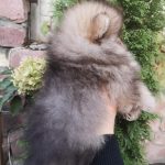 Emerald-male-pomeranian-puppy-for-sale-1 (2)