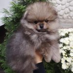 Enigma Pomeranian