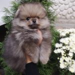 Emerald-male-pomeranian-puppy-for-sale-1 (4)