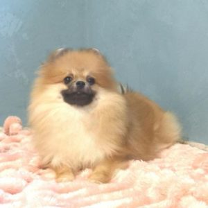 Enigma Pomeranian