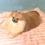 Diamond Pomeranian