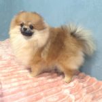 Enigma-female-pomeranian-puppy-for-sale-1 (3)