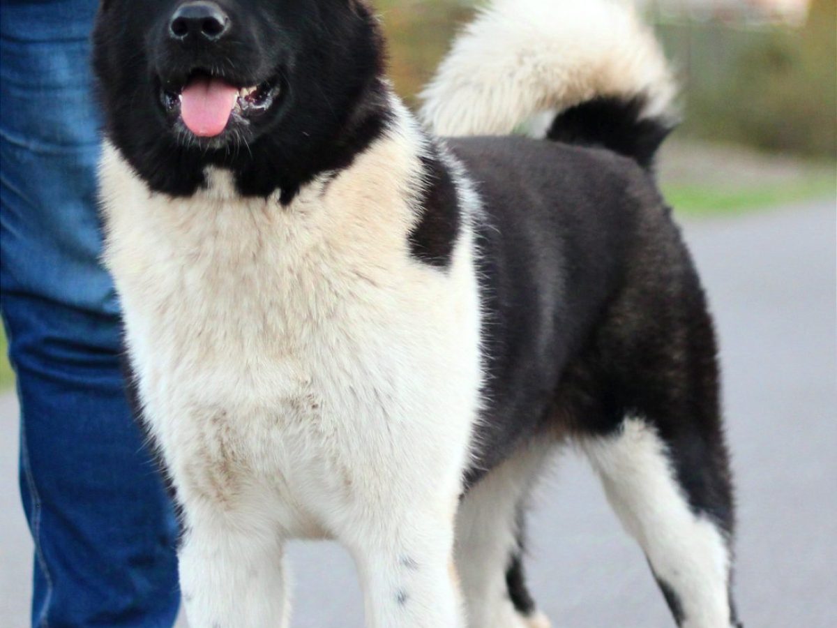 Akita Karelian Bear Dog Bear Hunting Japanese Hunting Dog Breeds