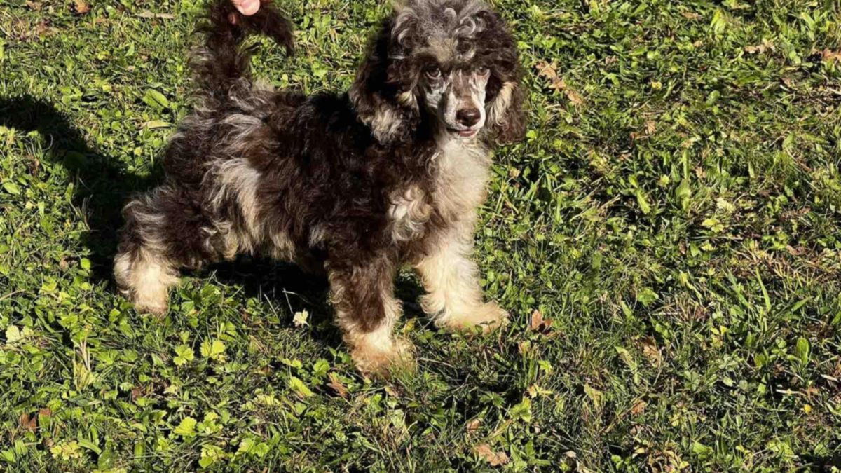 Mini Pyrenees Poodle Mix Newfoundland Dog Great Pyrenees Newfie