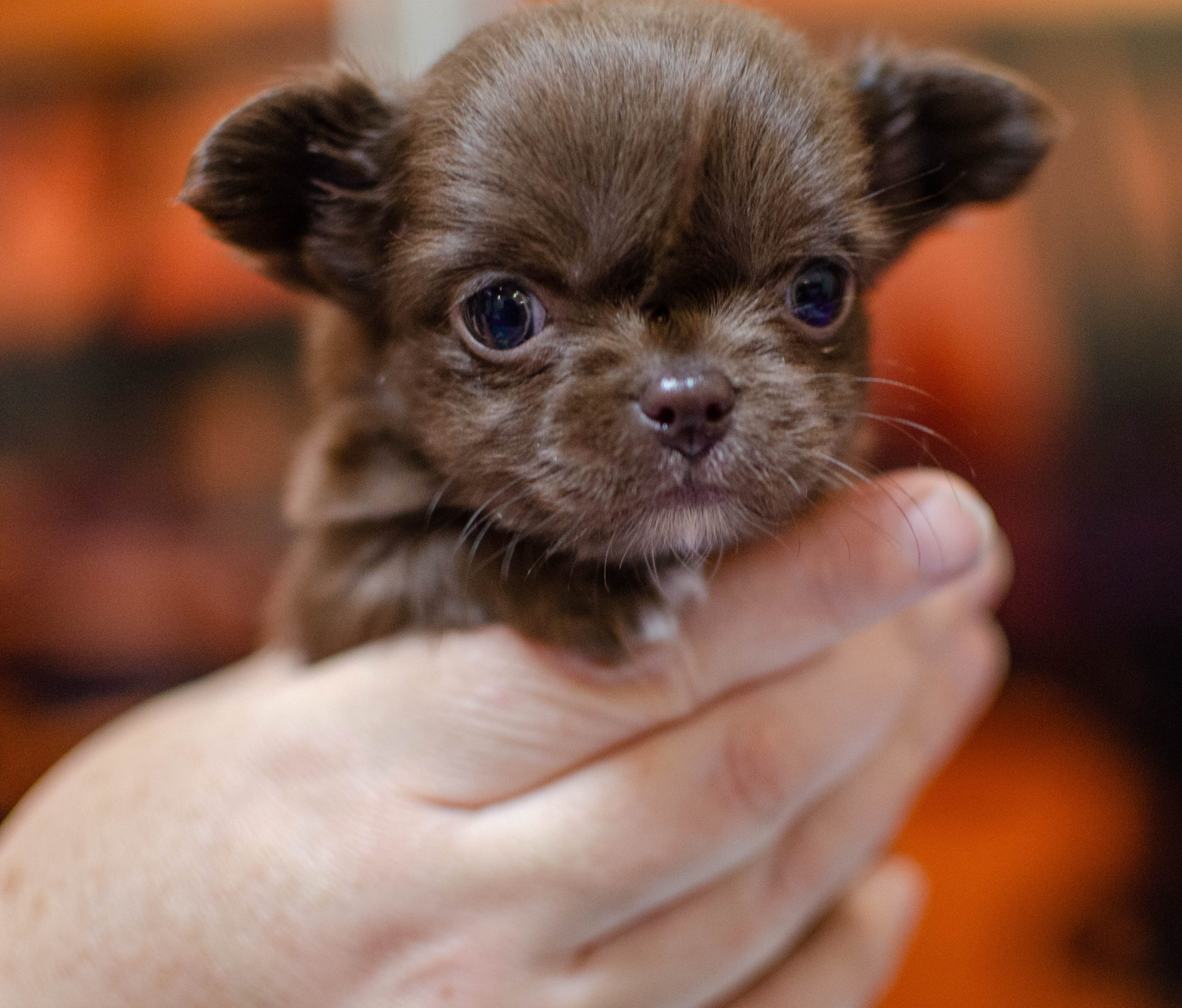 Haired Teacup Deer Head Chihuahua Puppies Craigslist Dogs Hill