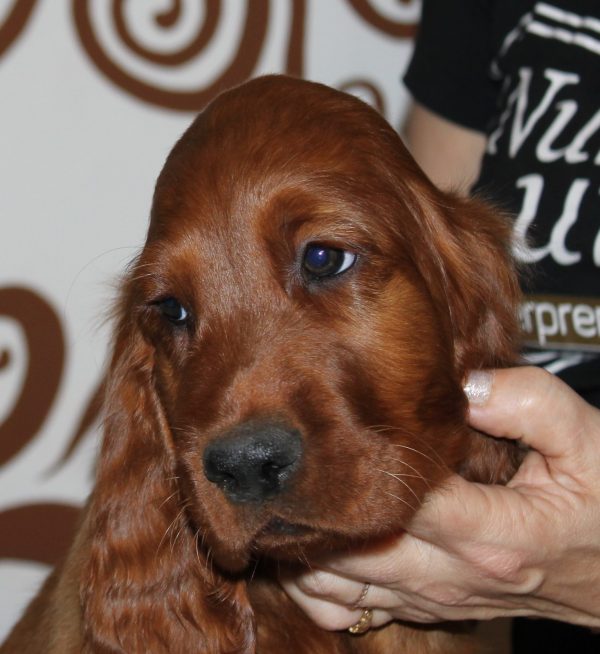Dog Breed Irish Setter Spaniel Red English Cocker Spaniel Newest Named