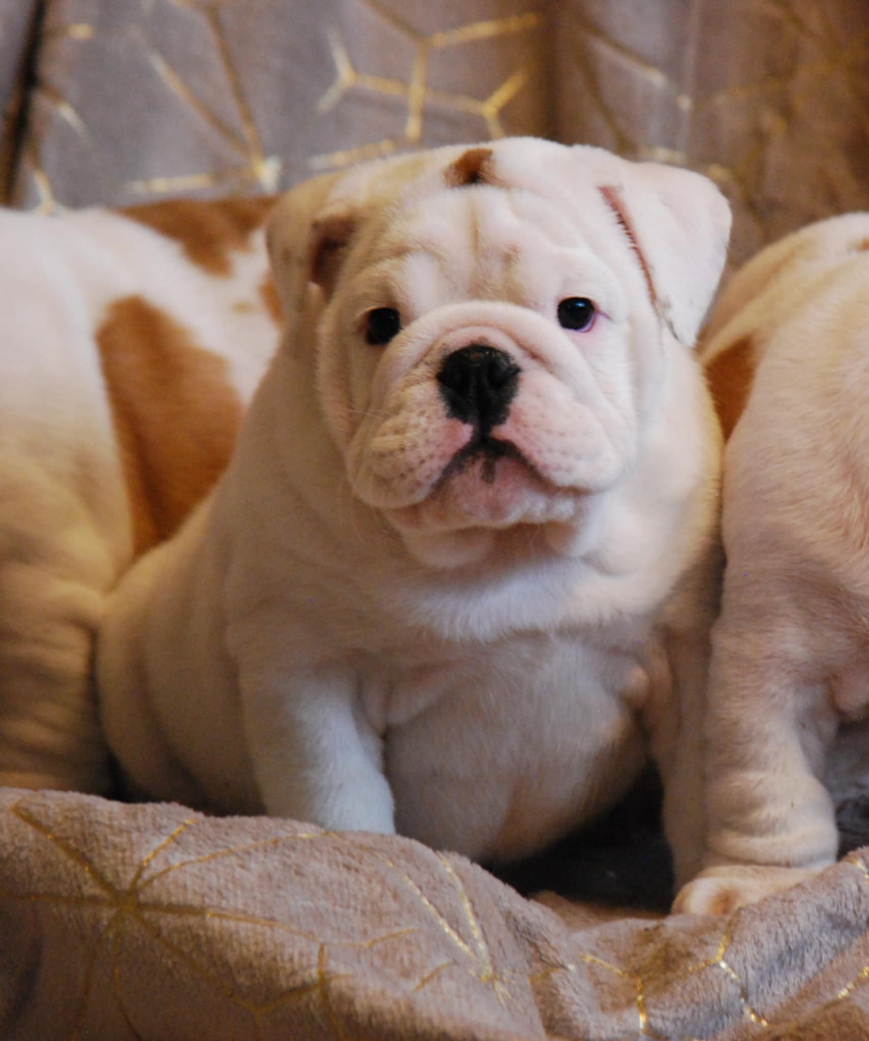 Dustin Johnson The Northern Trust Paulina Gretzky High Fives Fans