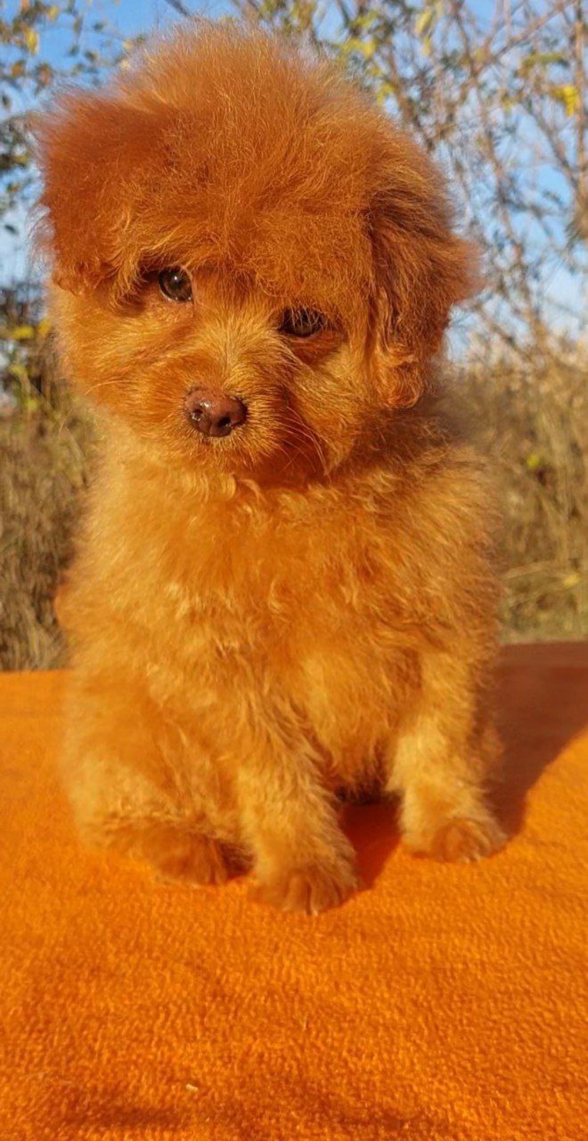 Pomapoo For Sale Pomapoo Volgroeid Zwart Solid Black Black Pomeranian Puppies For Sale