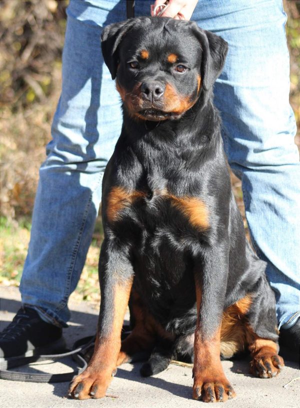 Puppies Personal Protection Trained Rottweiler For Sale Rottweiler