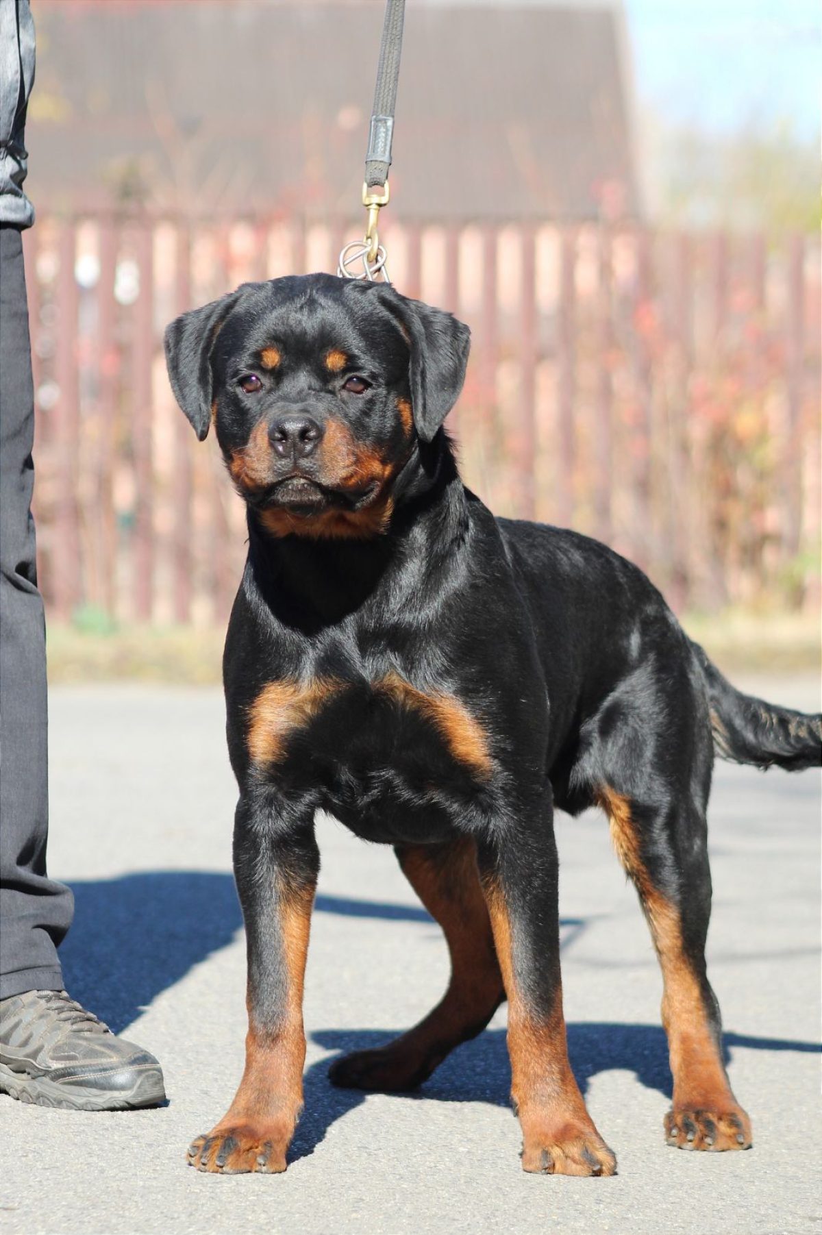 Rottweiler Lab Mix Rottweiler Cross Mastiff Pups For Sale Shar Pei