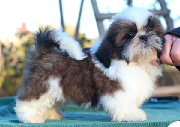 In Delhi Local Shih Tzu Puppies For Sale Delhi White Shih Tzu For - Main Image