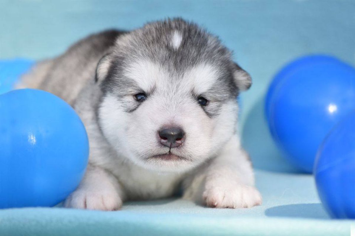 mini alaskan malamute for sale