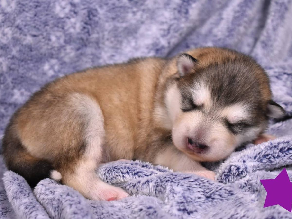 Alaskan Malamute Siberian Husky Small Dogs Alaskan Malamute