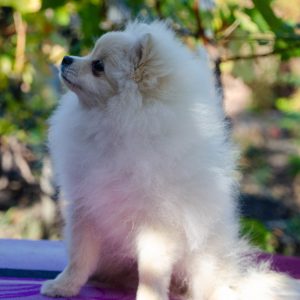 Nandor Pomeranian