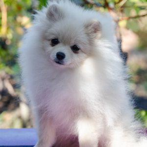 Nandor Pomeranian