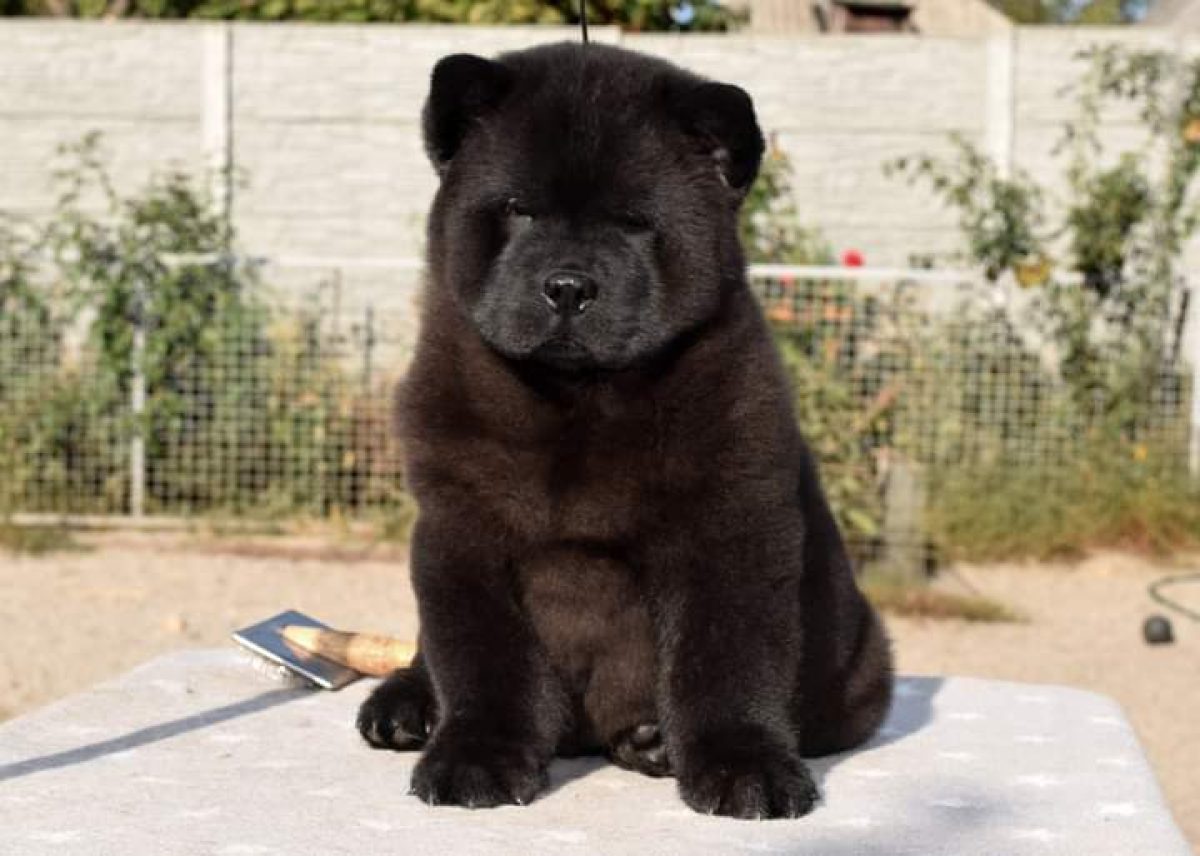 Smooth Coat Chow Dog Breed Black Chow Puppy Chow Chow Restricted